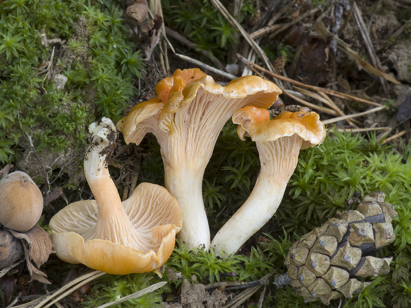 Cantharellus friesii